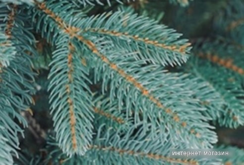 Ель Бифорес Дриада Микс (2.2 м, голубой)