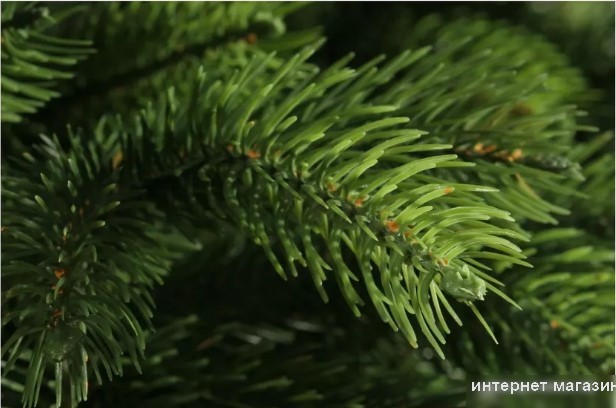 Ель National Tree Company Эверест ЭВ-180 (180 см)