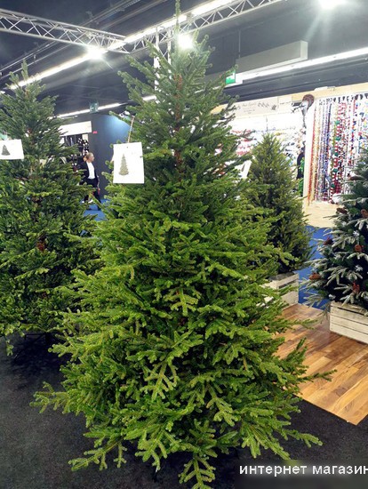 Ель GreenTerra Вилтони 1.8 м